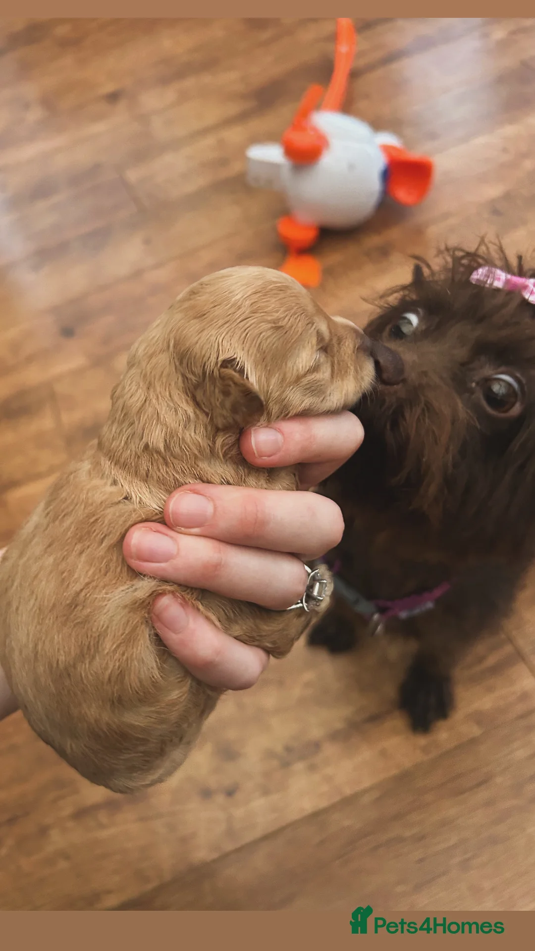 Maltipoo dogs for sale: Chocolate & tan Maltipoos (TOY!) - Advert 16
