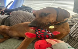 Mixed Breed dogs for sale: Rhodesian Ridgeback Cross Doberman - Image 9