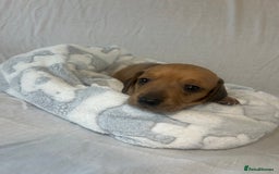 Miniature Dachshund dogs for sale: Miniature dachshund puppies  - Image 9