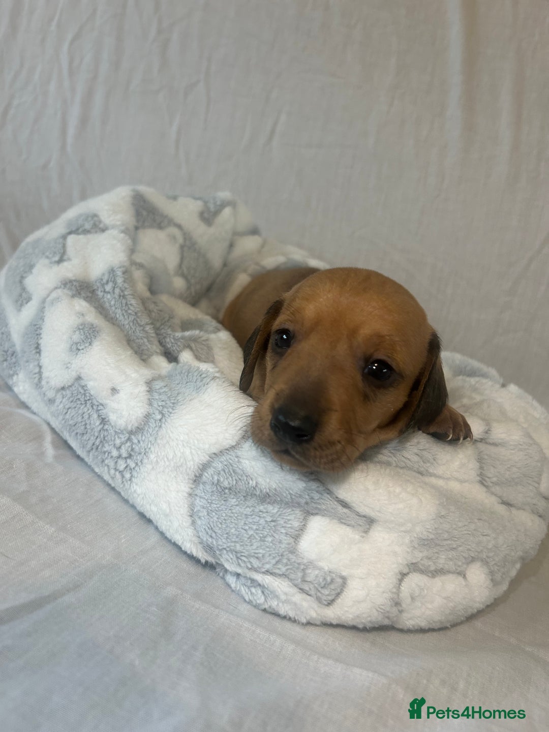 Miniature Dachshund dogs for sale: Miniature dachshund puppies  - Image 9