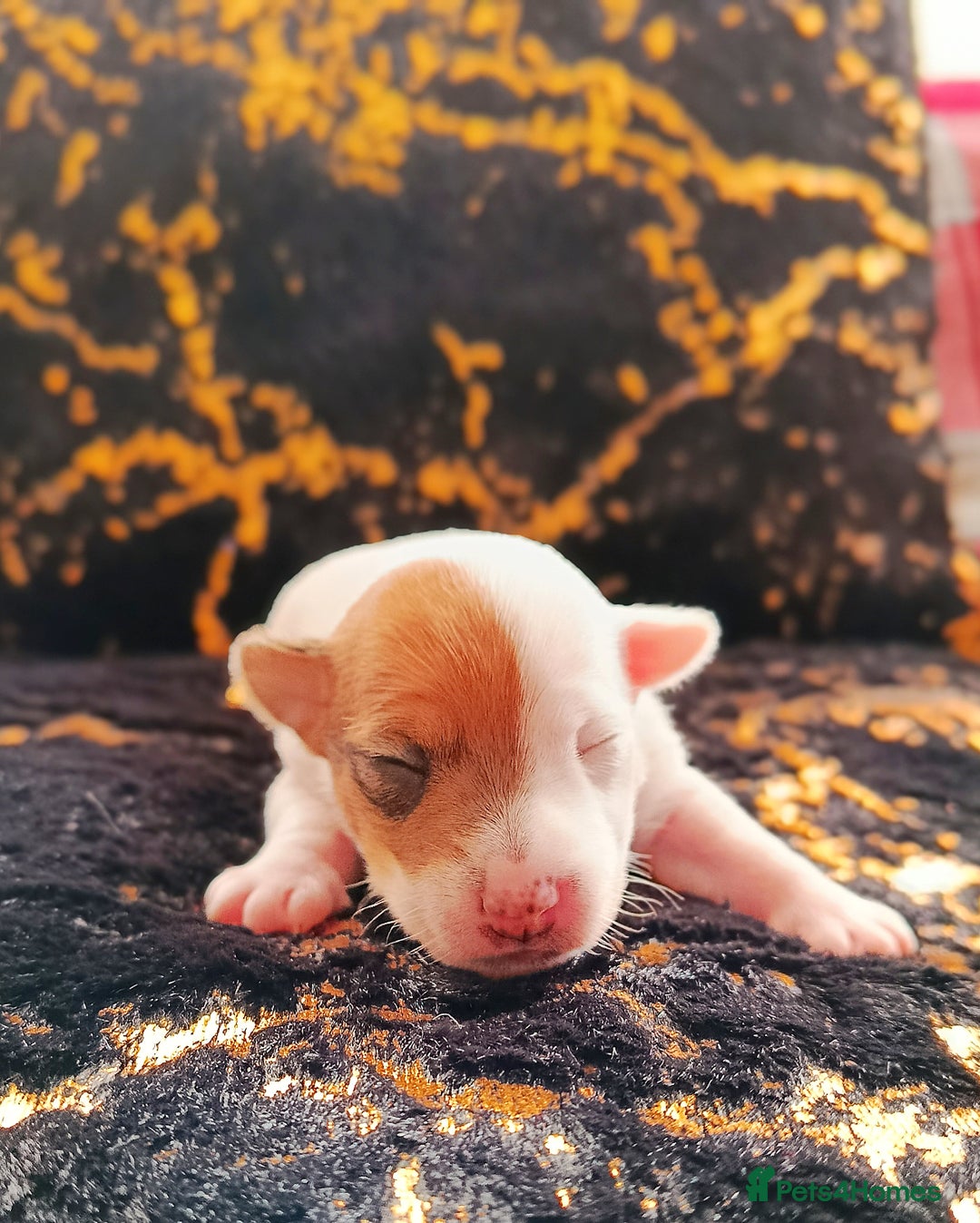 Jack Russell dogs for sale: 🤎🐶 Adorable Jack Russell Terrier Puppies✨ - Advert 25