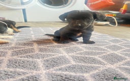 Jack Russell dogs for sale: Adorable Jack Russell puppies - Image 4