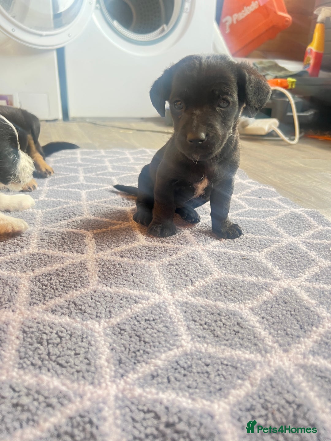 Jack Russell dogs for sale: Adorable Jack Russell puppies - Image 4