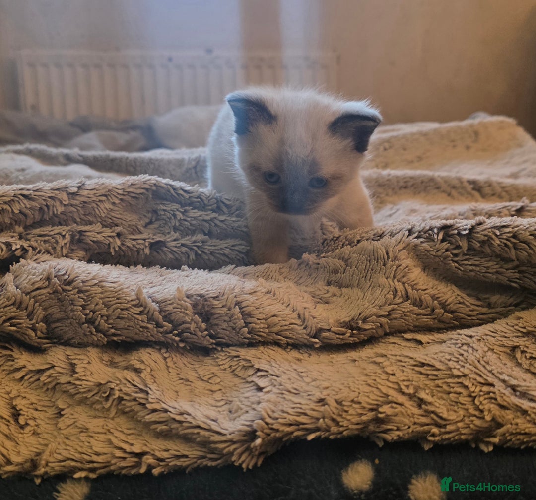 Siamese cats for sale: Mr paws miss fluffy and miss stripes  - Advert 6