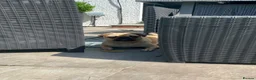 Pug dogs for sale: The most beautiful Apricot female pug aged 1 - Advert 4