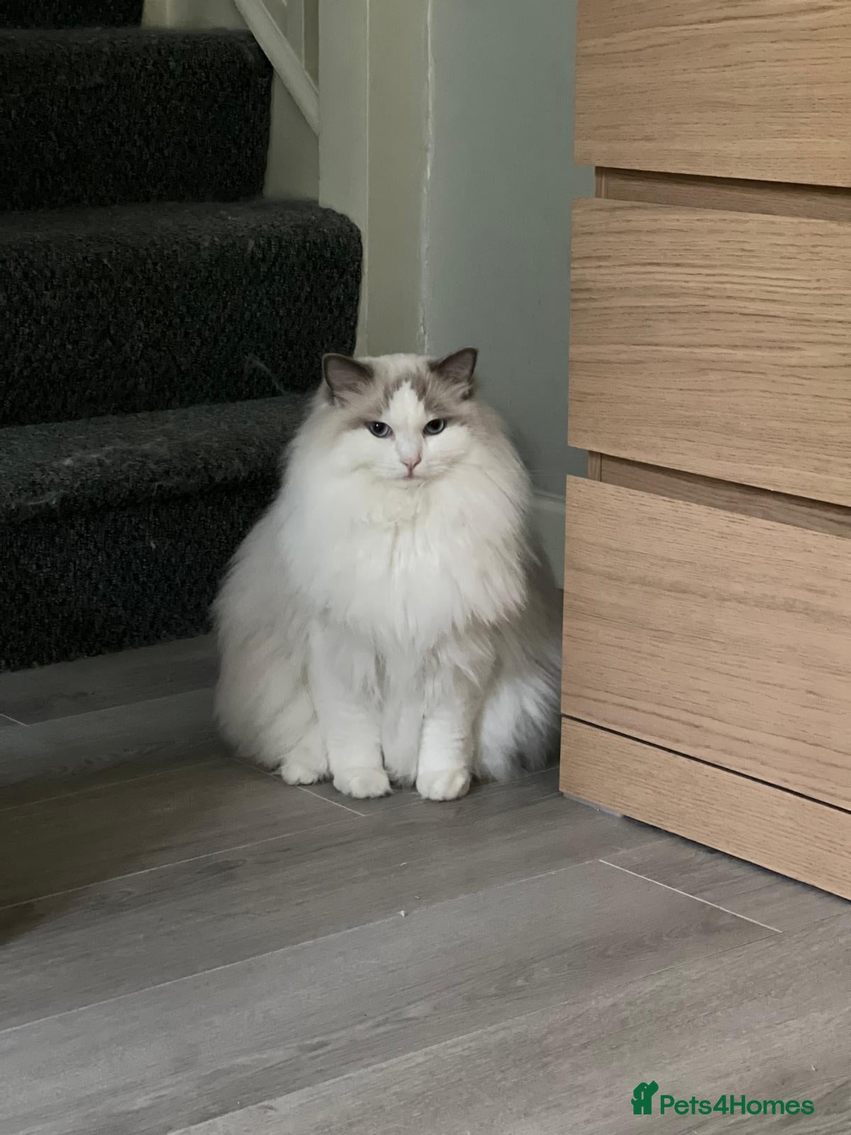 Ragdoll cats TICA Registered Blue Bicolour Ragdoll   - Advert 1