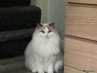 Ragdoll cats TICA Registered Blue Bicolour Ragdoll - Advert 1