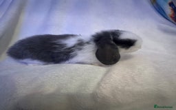 Mini Lop rabbits for sale: 3 Mini lops  - Image 1
