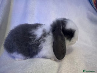 Mini Lop rabbits - Advert 6