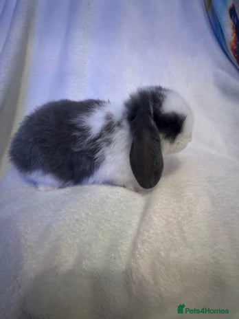 Mini Lop rabbits - Advert 1