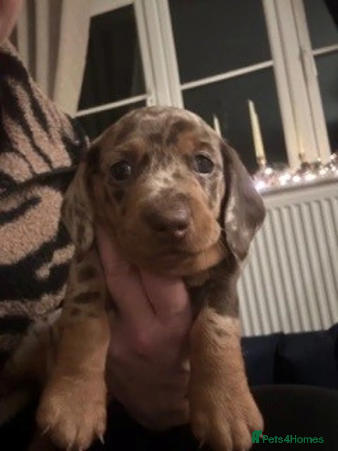 Dachshund dogs for sale: Dachshund Puppies - Advert 7