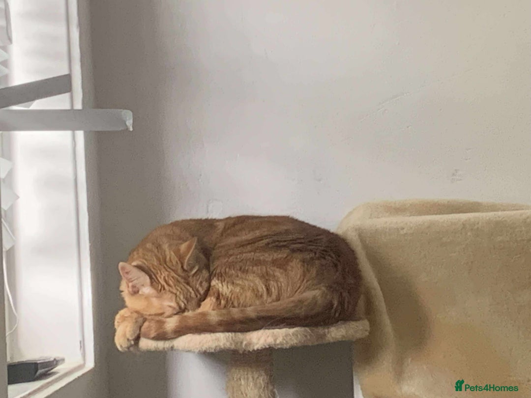 Domestic Shorthair cats for sale: 2 cats - Advert 7