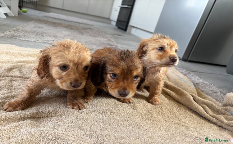 Mixed Breed dogs - Advert 3