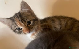 Domestic Shorthair cats for sale: 5 beautiful kittens  - Image 8