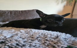 French Bulldog dogs for sale: 5 Beautiful French bulldogs - Image 16