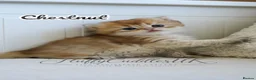 British Longhair cats for sale: TICA Exceptional Pedigree Golden British Kittens - Advert 27