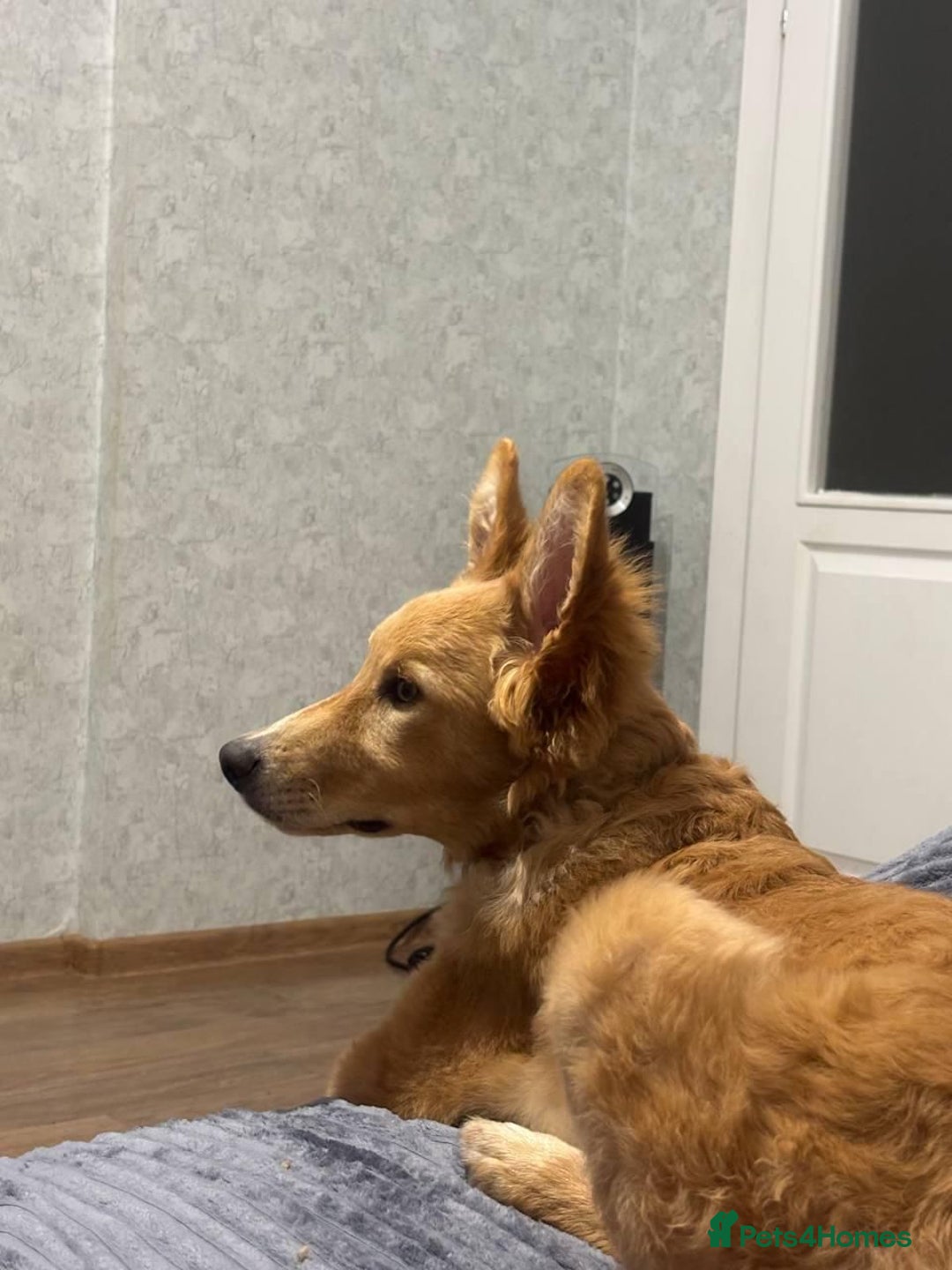 German Shepherd dogs for adoption: MILO – German Shepherd (Male) - Advert 3