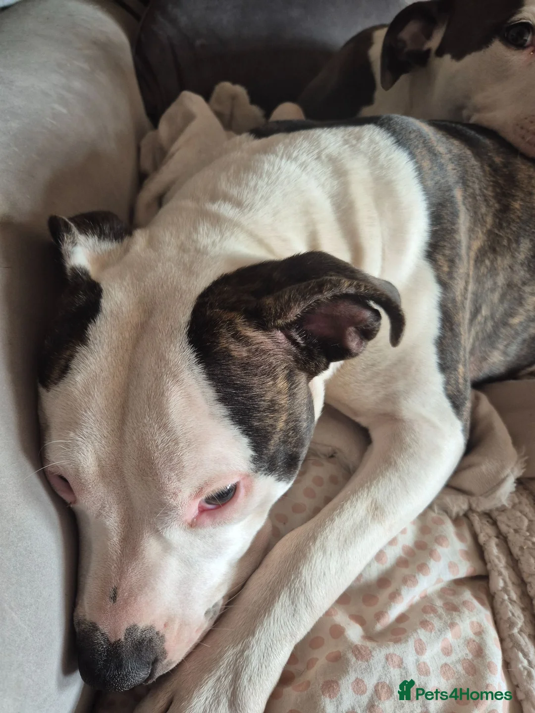 Mixed Breed dogs for sale: 2 beautiful 9month old  - Advert 2