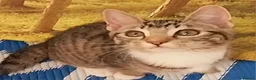 Mixed Breed cats for sale: Adorable kittens looking for loving home  - Advert 3