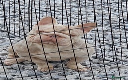 French Bulldog dogs for sale: Merle french bulldog puppies  - Image 8