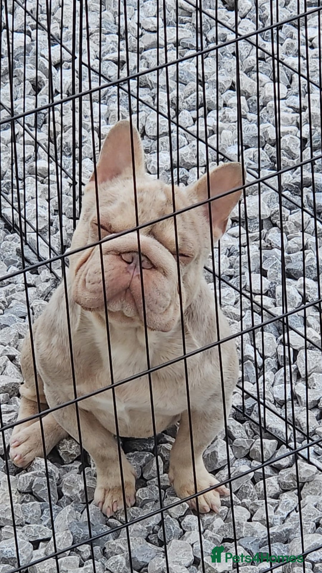 French Bulldog dogs for sale: Merle french bulldog puppies  - Image 8
