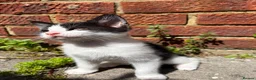 Russian Blue cats for sale: Beautiful Russian blue mix kittens - ready to go ! - Advert 16