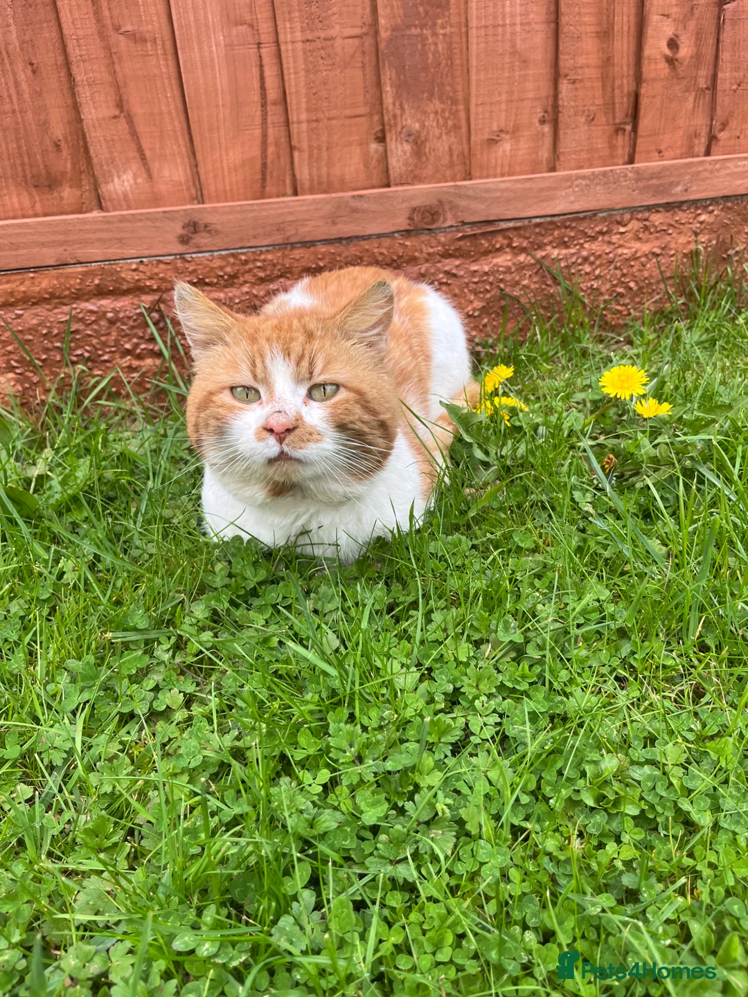 Mixed Breed cats for sale: 2 female 4 male kittens - Advert 21