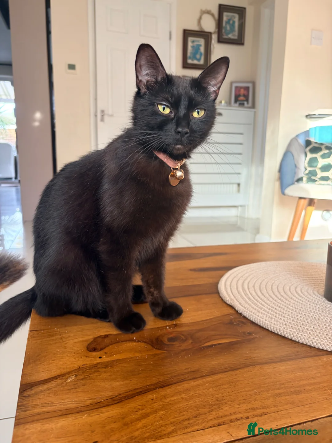 Mixed Breed cats for sale: Kittens Ready for New Homes 🐾 - Advert 2