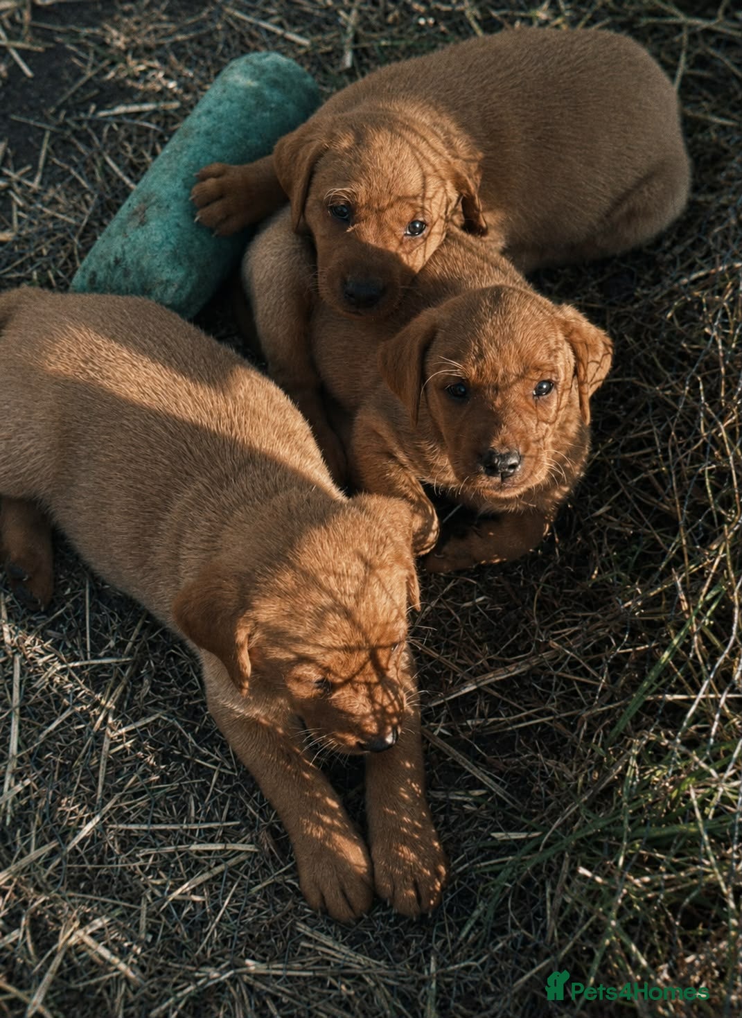 Labrador Retriever dogs Red Labrador Retriever puppies  - Advert 2