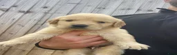Golden Retriever dogs for sale: ⭐ KC Registered Golden Retriever Puppies ⭐️  - Advert 14