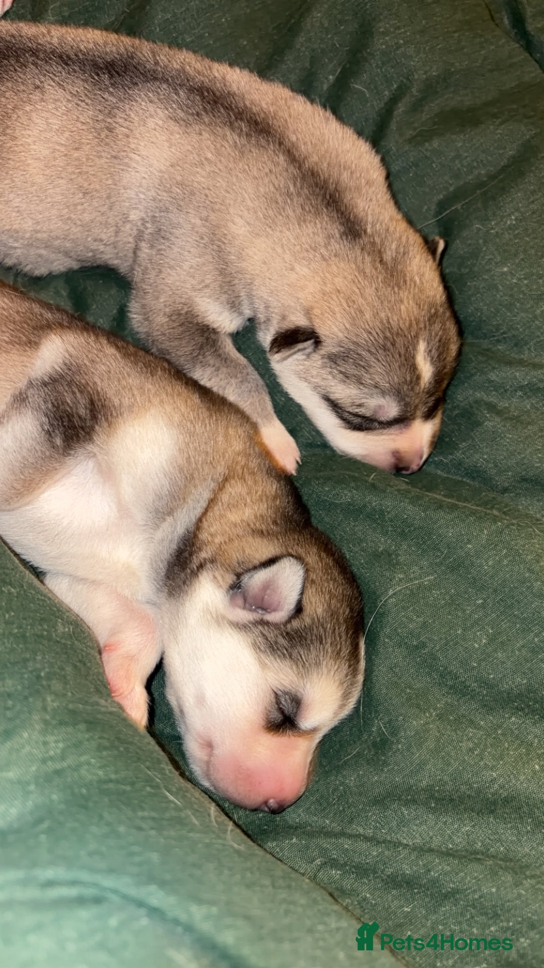 Shepsky dogs for sale: Northern innuit puppies - Advert 16