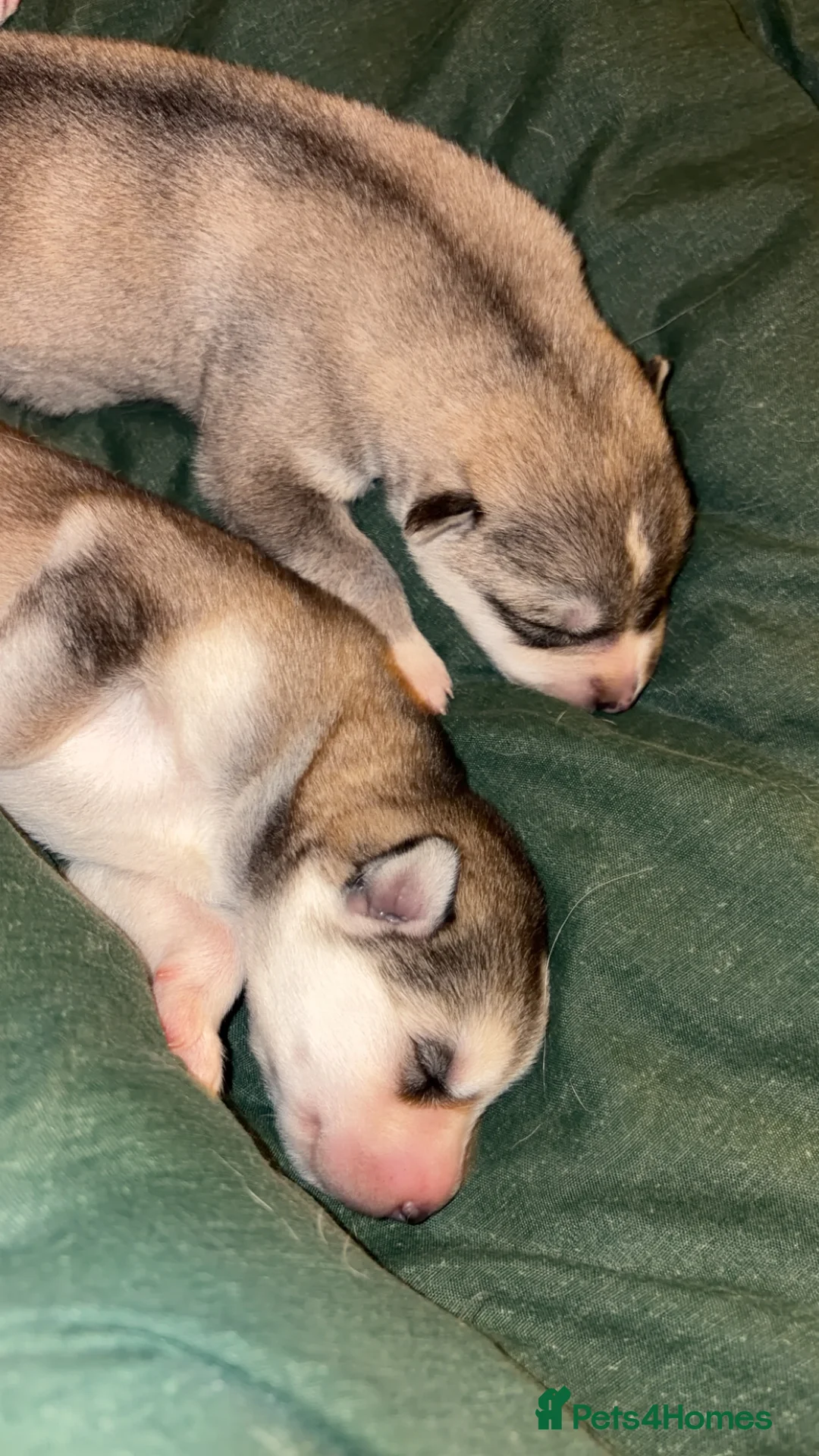 Shepsky dogs for sale: Northern innuit puppies - Advert 15