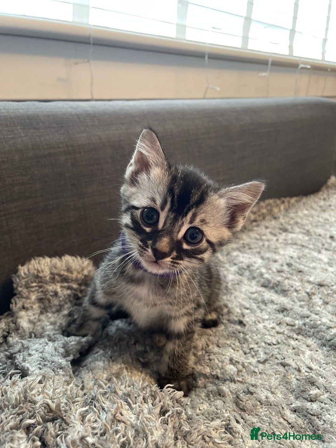 Bengal cats for sale: Charcoal Bengal kitten  - Image 4