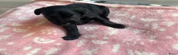 Labradoodle dogs for sale: Adorable miniature Labradoodle puppies  - Advert 18