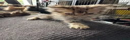 Persian cats for sale: Gorgeous Persian kittens 😍 - Advert 5