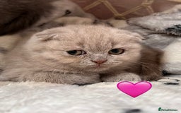 Scottish Fold cats for sale: Sale Scottish and Straight kittens 💗 - Image 7