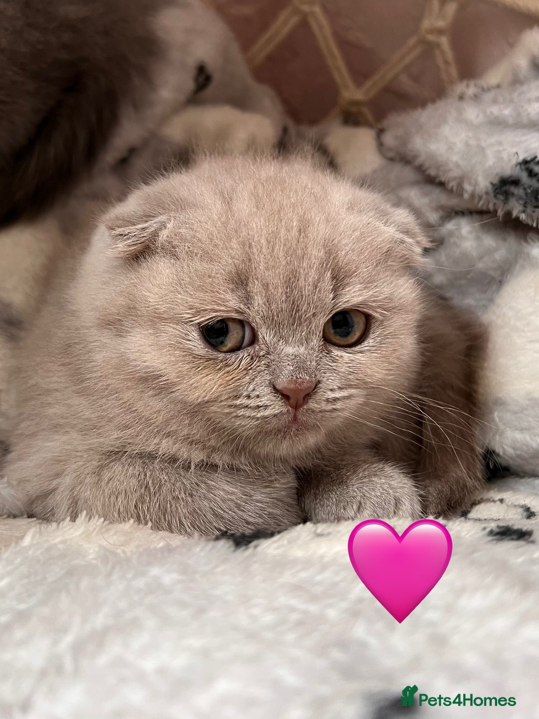 Scottish Fold cats for sale: Sale Scottish and Straight kittens 💗 - Image 7
