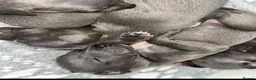 Whippet dogs for sale: KC blue whippet puppies  - Advert 4