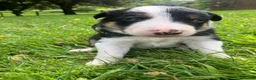 Border Collie dogs for sale:  10 Beautiful tri colour border collie puppies in Exeter - Advert 16