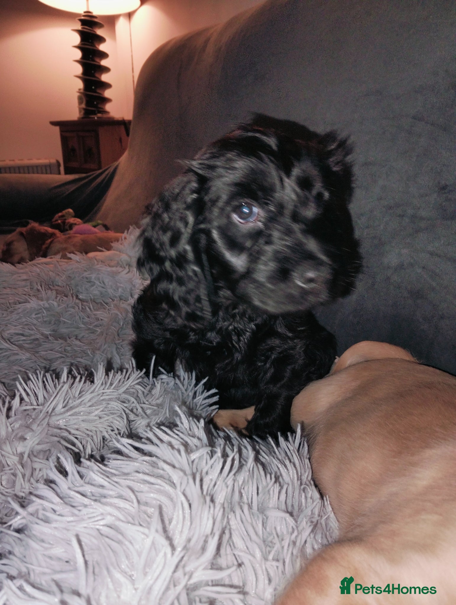 Cockapoo dogs Last pup. Black male cockapoo - Advert 11