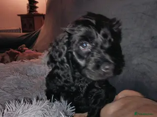 Cockapoo dogs Last pup. Black male cockapoo - Advert 1