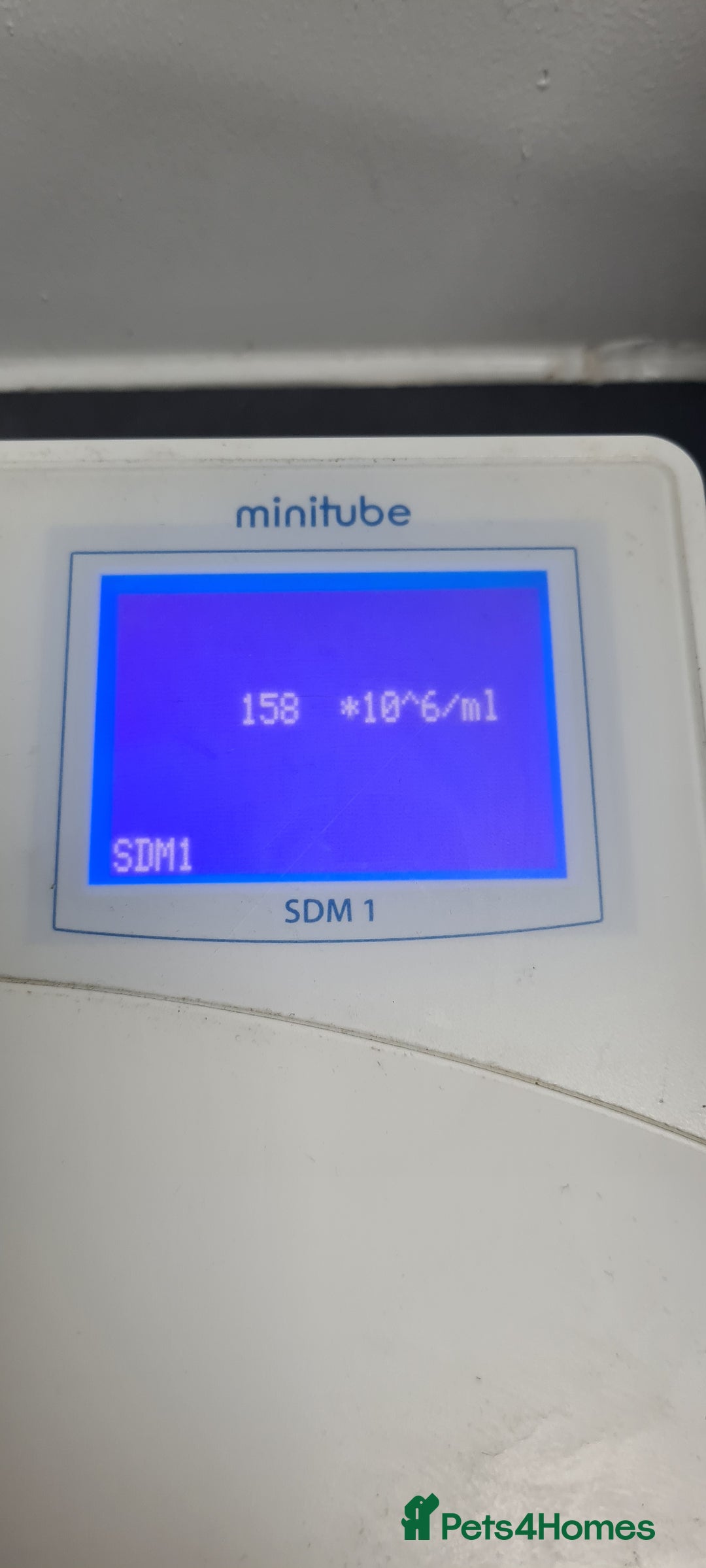 English Bulldog dogs for stud: Dog for stud in Dagenham - Advert 25