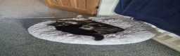 Mixed Breed cats for sale: 1 grey tabby cat. 1 black long haired house cat.  - Advert 6