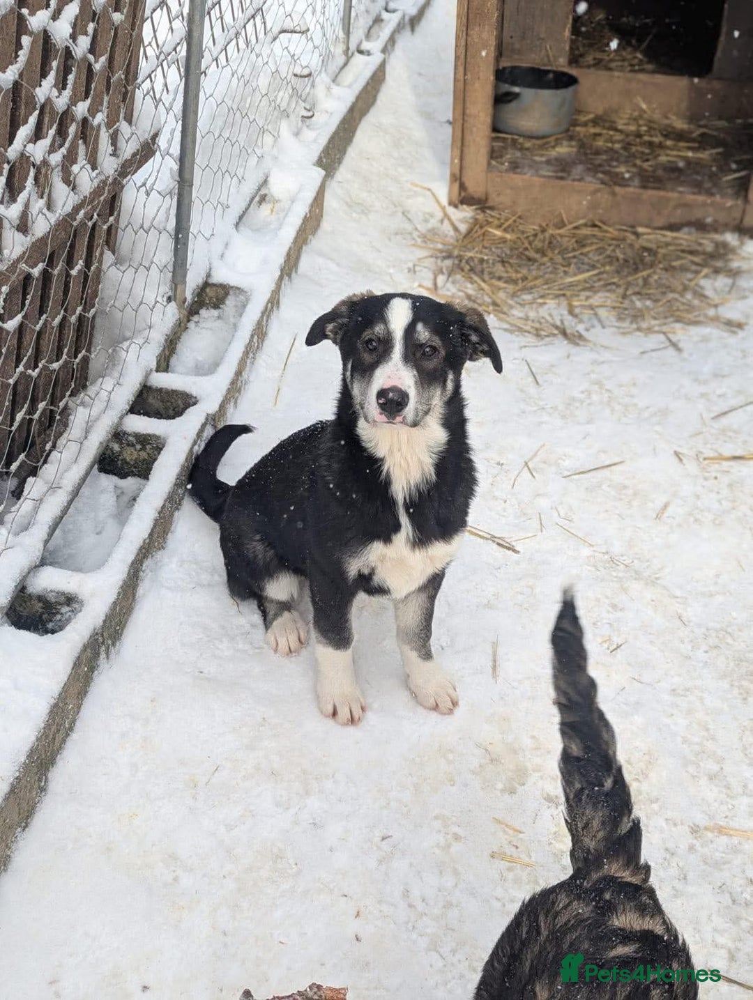 Mixed Breed dogs for adoption: Flower 💛 - Advert 2