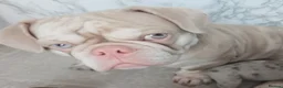 English Bulldog dogs for sale: Stunning Litter of Exotic English Bulldogs - Advert 3