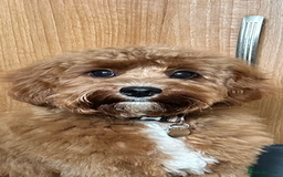 Cavapoo dogs for sale: Miniature cavapoo’s for sale - Image 9