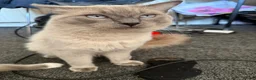 Ragdoll cats for stud: Big boy looking for a queen - Advert 2