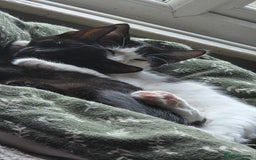 European cats for sale: 4 kittens ready to be rehomed now! - Image 7