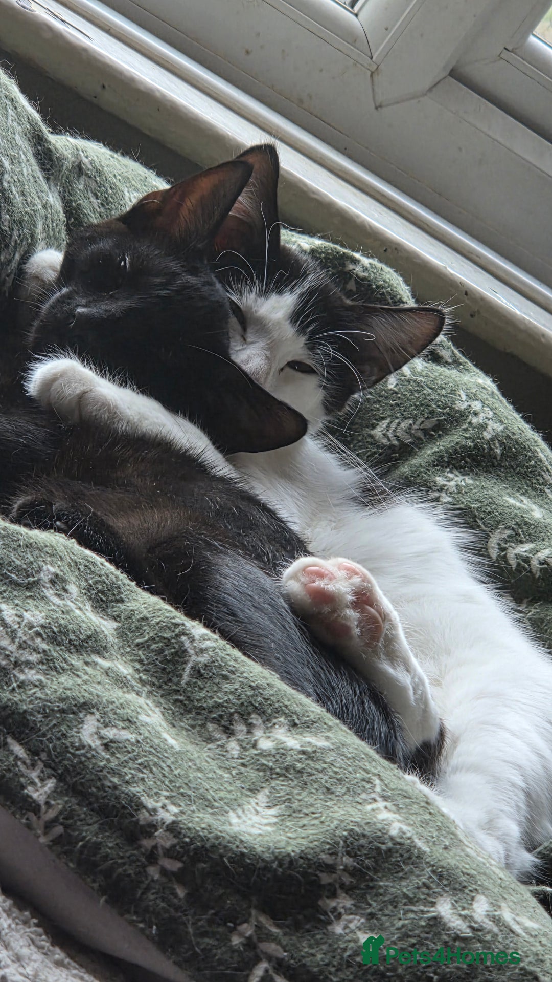 European cats for sale: 4 kittens ready to be rehomed now! - Image 7