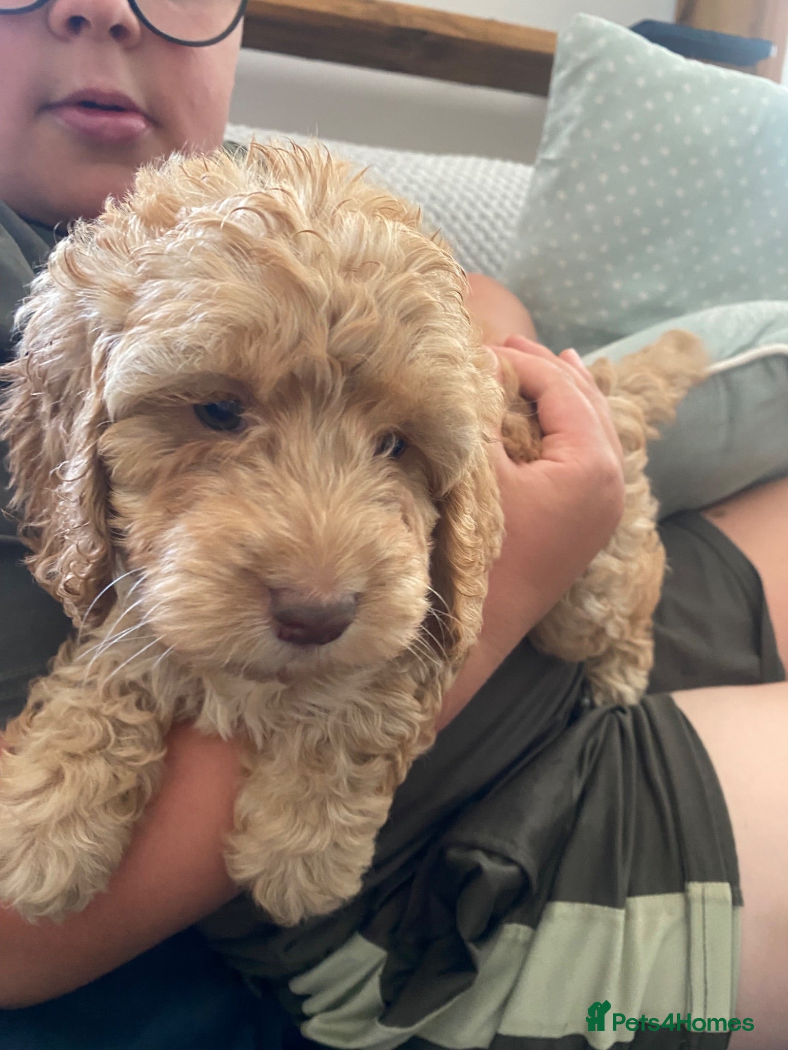 Cockapoo dogs Cockapoo girl puppies  - Advert 5
